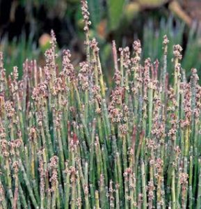 Jual Candelilla wax