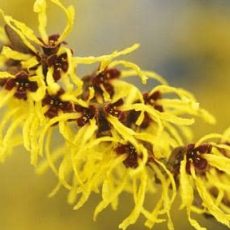 <span class='p-name'>Jual Witch Hazel Extract</span>