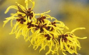Jual Witch Hazel Extract