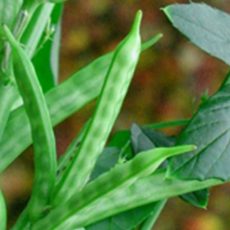 <span class='p-name'>Jual Guar Gum Food Grade</span> <span class='p-name'>Jual Guar Gum Food Grade</span>